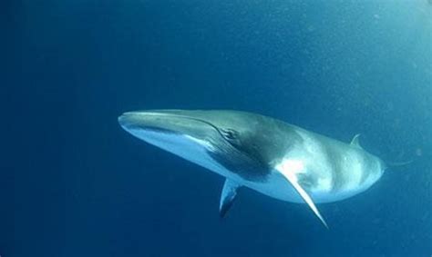 Fin Whale L Amazing Large Creature Our Breathing Planet