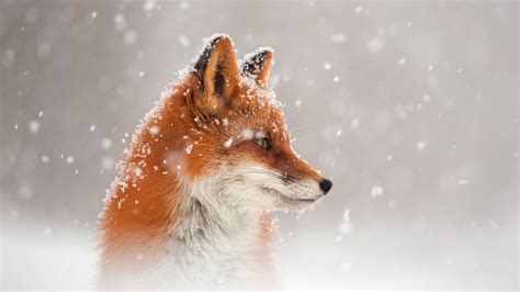 2560x1440 Fox Snow 1440p Resolution Hd 4k Wallpapersimages