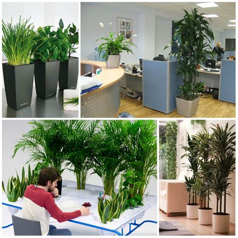 Plants Suitable For Office