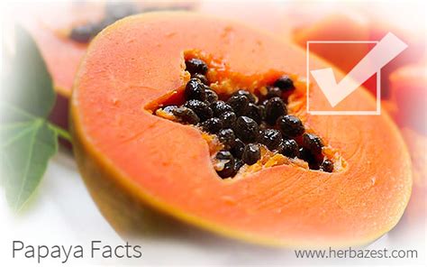 Papaya Facts Herbazest