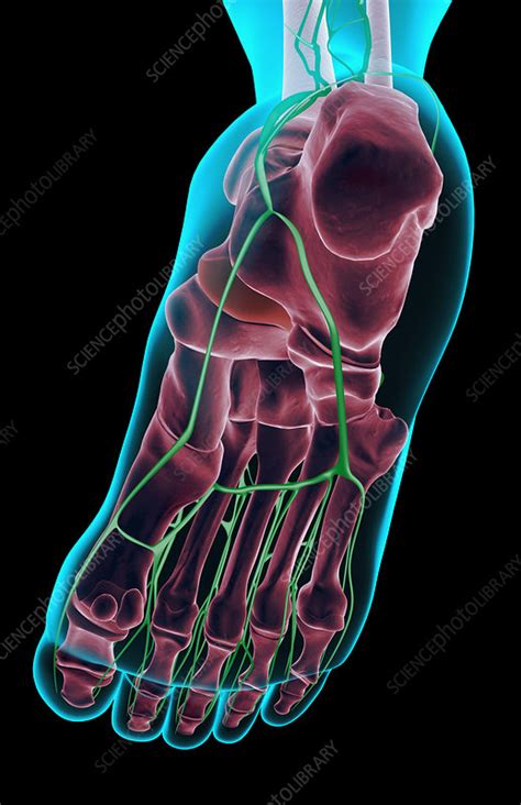The Lymph Supply Of The Foot Stock Image F0017978 Science Photo