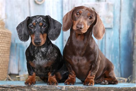 What Health Problems Are Dachshunds Prone To I Love Dachshunds