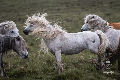 Dartmoor Pony — The Pixel Nomad