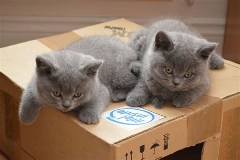 Blue British Shorthair Kittens Westbury Wiltshire