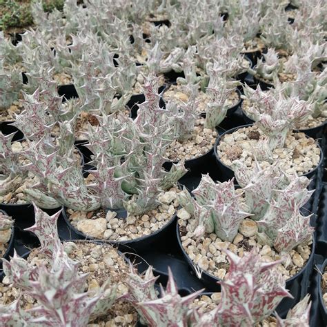 Caralluma Hesperidum Giromagi Cactus And Succulents