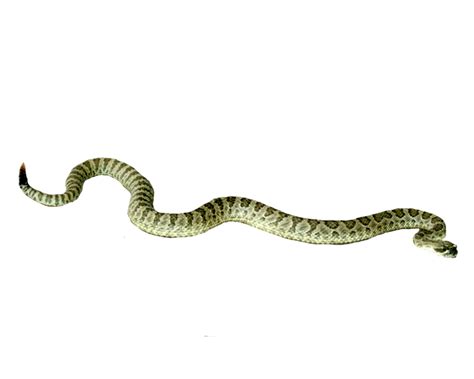 Collection Of Hq Snake Png Pluspng