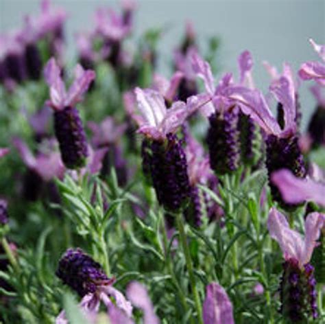 Lavandula Pedunculata Blueberry Ruffles Pbr Wholesale Nursery