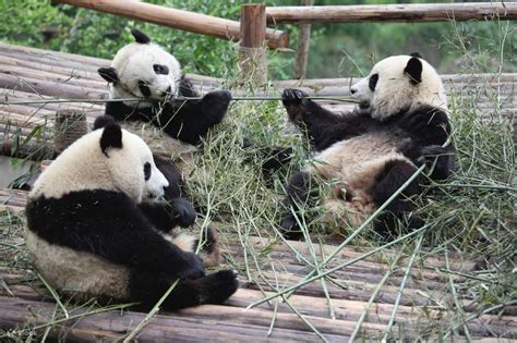 Chengdu Panda Base Private Day Tour And Sichuan Cooking Class Klook