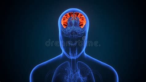 3d Illustration Of Human Brain Precentral Gyrus Anatomy Stock
