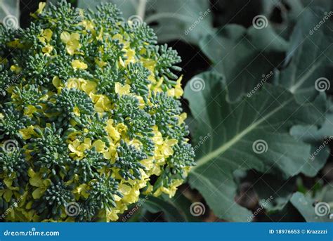 Flowering Broccoli Stock Photos Image 18976653