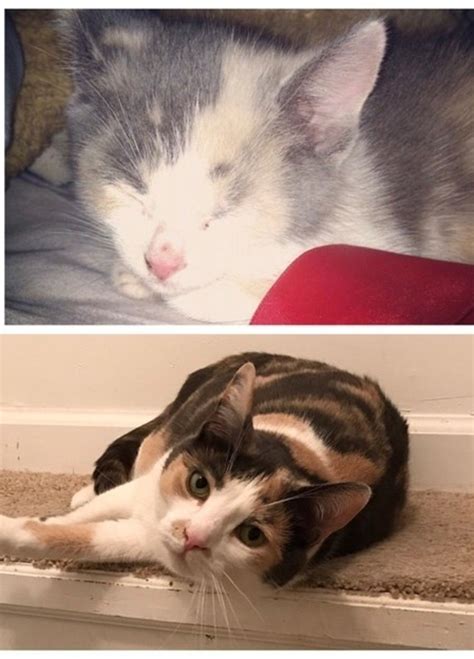 57 Before And After Photos Of Kittens That Will Melt Your Heart Cute