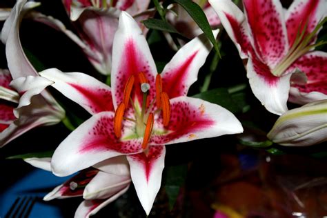 Red And White Decorative Lilies Picture Free Photograph Photos