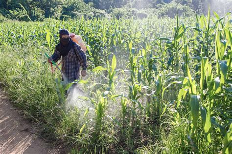 Farmer Spraying Pesticide On Corn Field Stock Image Colourbox