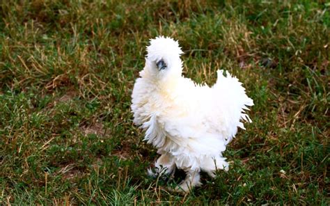 10 Fluffy Chicken Breeds Learnpoultry