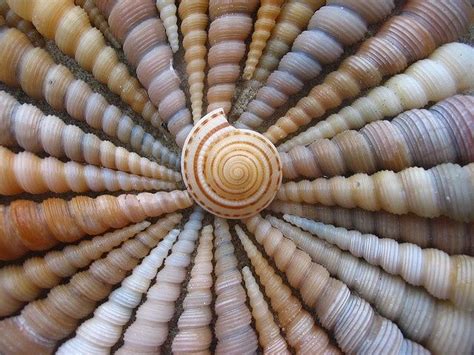 Spiral Shells Shells Sea Shells Shell Art