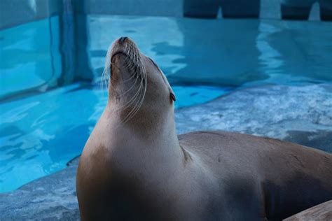 Free Images Sea Zoo Fauna Seals Vertebrate Dolphin Marine