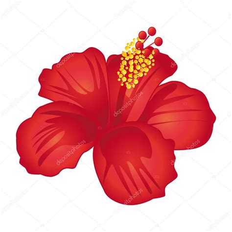 Hibiscus Flower Vector Images Best Flower Site