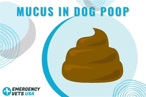 What Does Mucus In Dog Poop Mean Issues Related To Mucousy Stool