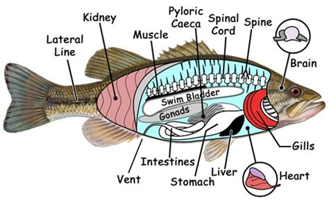 The Anatomy Of Fish Classification Body Parts And More