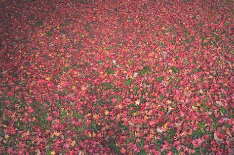 Free Images Leaf Flower Petal Red Autumn Shrub Flooring
