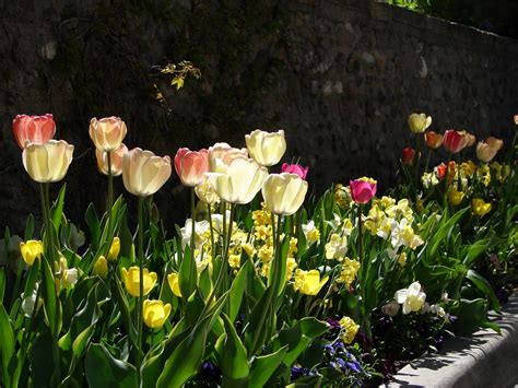 Maybe you would like to learn more about one of these? New Utah Gardener: Spring Bulbs Are Great For A Waterwise ...