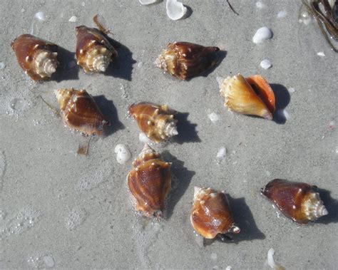 We can make a lot of craft by observing animals in nature. Live Florida fighting conchs washed up by the hundreds. So ...