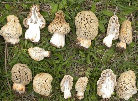 Степна смръчкула Morchella steppicola | Mushroom fungi, Stuffed ...