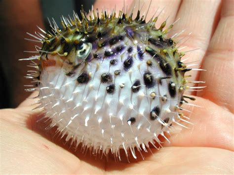 Public Domain Picture This Tiny Spiny Puffer Fish Was Caught In A