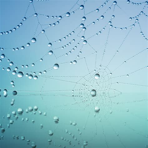 Download Wallpaper Dew Drops On The Spider Web 2224x2224
