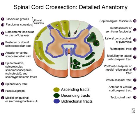Transverse Section Of Medulla Oblongata Spinal Cord Spinal Cord