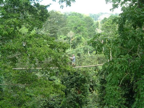 Traverse a long canopy walk and enjoy the view of virgin rainforest at kakum national park, a coastal plains conservation area. Canopy Walk at Kakum Park, Central Ghana | Best viewed ...