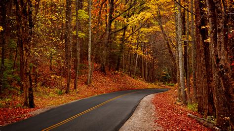 Leaves Trees Forest Park Autumn Walk Hdr Roads Wallpaper