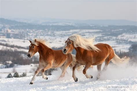 chevaux les  magnifiques au monde ipnoze
