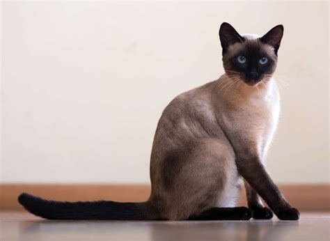 Siamese Cats Advice And Information My Pet And I