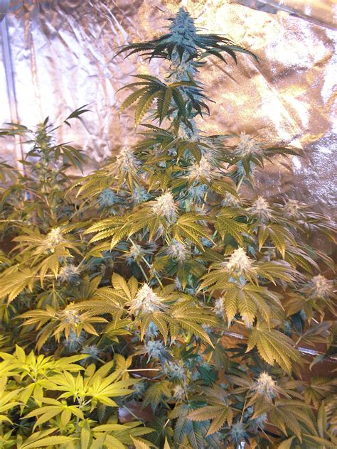 Burmese Kush Th Seeds Cannabis Strain Gallery