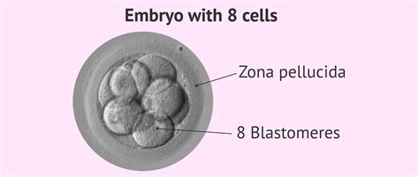 Structure Of A 3 Day Old Embryo With 8 Cells
