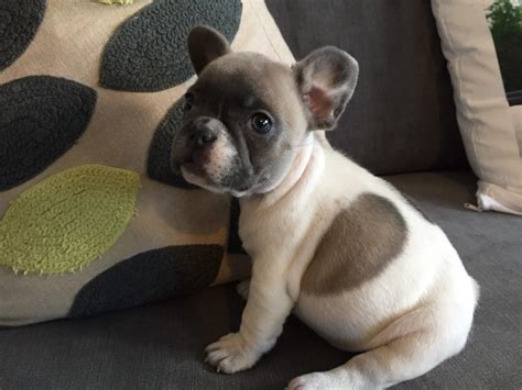 Sold8 Weeks Old2 Kc French Bulldog Puppies Left Lilac