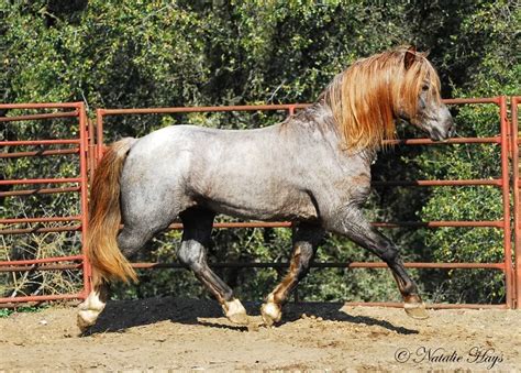 All sorrel horses are chestnut, but not all chestnut are sorrels. Roaned out liver chestnut | Horses, Unusual horse, Rare horses