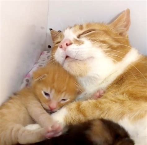 Rescued Cat Moms Comfort Each Other With Hugs And Raise Their Kittens