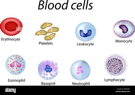 Blood Cells Set Of Colored Cells Red Blood Cells Platelets
