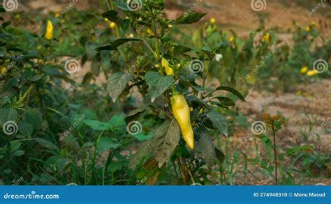 Gypsy Sweet Pepper Plants Hungarian Yellow Wax Sweet Pepper Capsicum