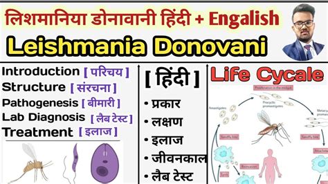 Leishmania Donovani Kala Azar Life Cycle Of Leishmania Donovani Parasitology