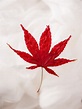 Japanese Maple Leaf / Coral Bark Japanese Maple For Sale Online The ...