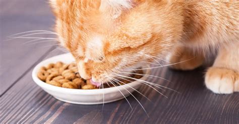 What Do Cats Eat In The Wild And Should You Feed A Similar Diet