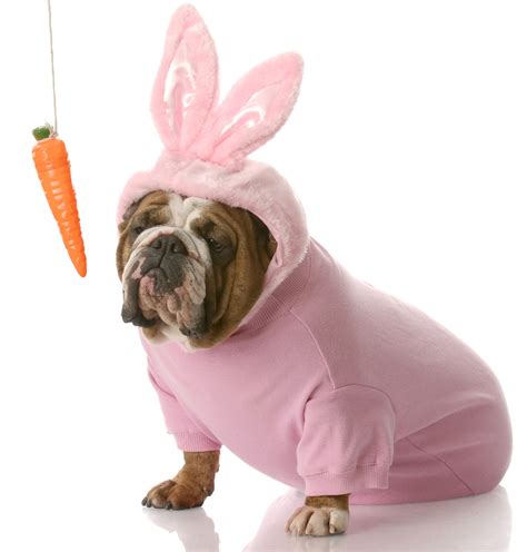 21 Adorable Animals Dressed Up For Easter Cute Animals Animal Dress