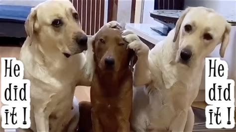 Dogs Blame Brother For Destroying Dads Things Youtube