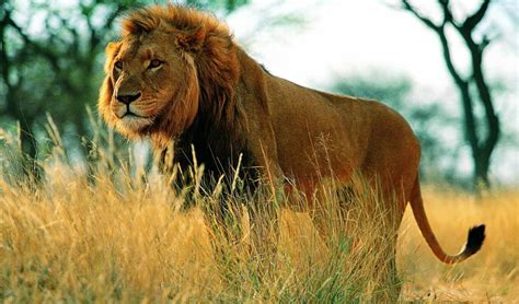 Обои Lion грива Tail раздел Животные размер 2560x1440 Hdtv