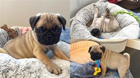 Pug Puppys First Day In His New Home Youtube
