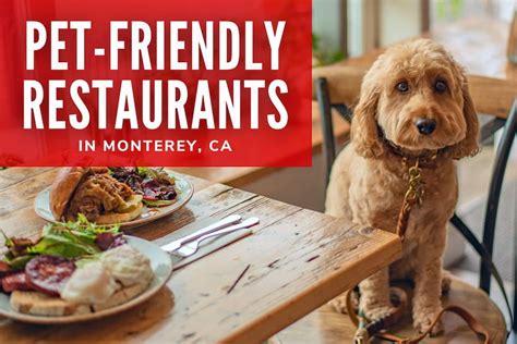 6 Pet Friendly Restaurants In Monterey