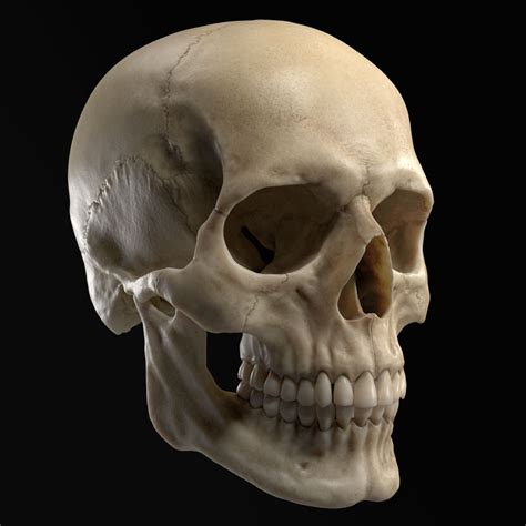3d Sculpted Human Skull Model Turbosquid 1325988 Skull Model Skull